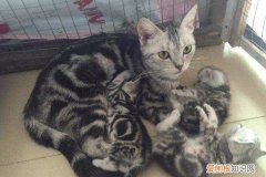 野猫生小猫一般在哪生，野猫一般生几个