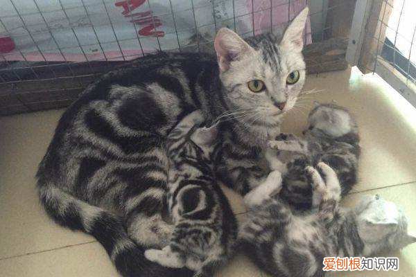 野猫生小猫一般在哪生，野猫一般生几个