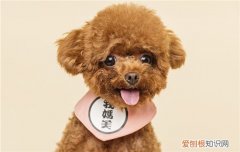 秋田犬爱打架怎么办，秋田犬爱打架怎么办视频