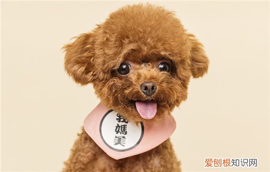 秋田犬爱打架怎么办，秋田犬爱打架怎么办视频