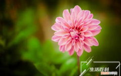 鹿角蕨养殖方法和注意事项有哪些 鹿角蕨养殖方法和注意事项图片