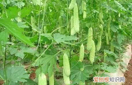 苦瓜泡醋能淡斑吗 苦瓜泡醋的做法