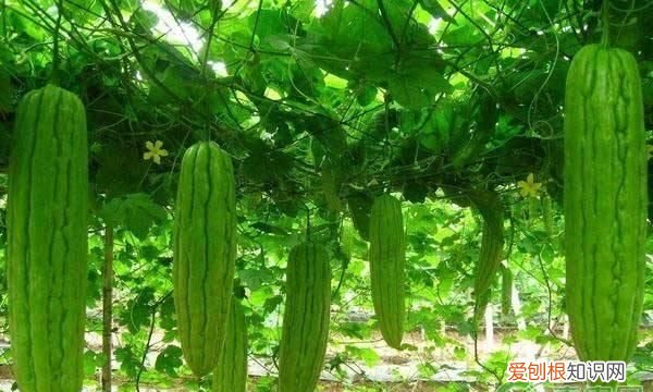 苦瓜泡醋能淡斑吗 苦瓜泡醋的做法