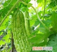 苦瓜泡醋能淡斑吗 苦瓜泡醋的做法