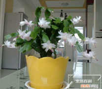 铁线蕨叶子枯萎怎么办视频 家中为什么不宜养蕨类植物