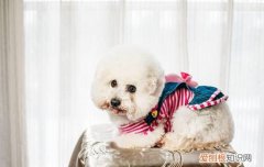 比熊犬长多大就定型呢 比熊多大定型不长了