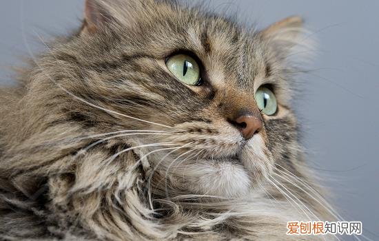 猫咪打呼噜是怎么回事 猫咪打呼噜是原因