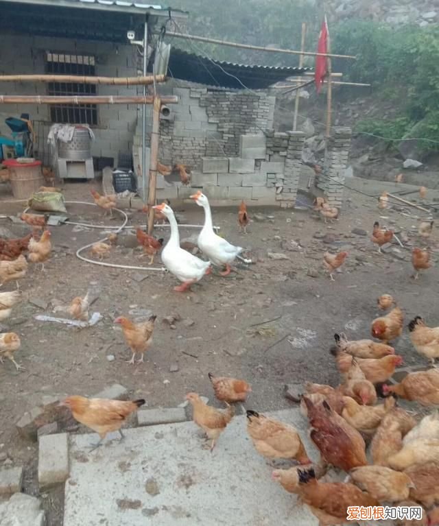 青蛙是什么类型的动物,青蛙是什么类的动物