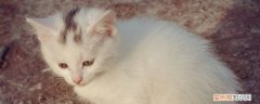 母猫生小猫会减少寿命吗,母猫生产会减少寿命吗,猫生产会减少寿命吗