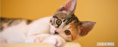 母猫不让公猫上怎么办,母猫不给公猫上,母猫不让公猫配怎么办，母猫不接受公猫怎么办