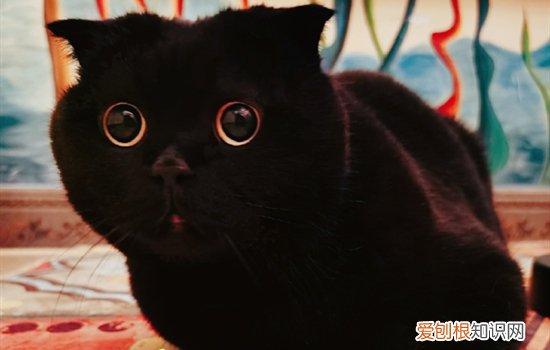孟买猫和黑猫的区别有哪些 孟买猫和黑猫的区别有什么不同