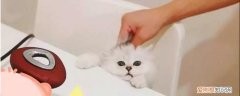 折耳猫猫发情了是什么样子,折耳猫发情有什么表现,折耳猫发情是怎么样的