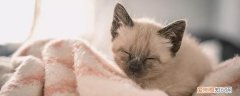 猫咪怀孕期间要注意哪些问题,猫咪怀孕期间要注意什么,猫咪怀孕期间要怎么准备