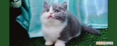 猫怀孕多久能看出来,母猫怀孕多久能看出来,猫咪怀孕多久能看出来，猫咪一般多久能看出怀孕