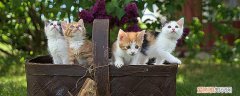 猫会吃自己的孩子吗,猫咪会吃掉自己孩子吗,猫会不会吃自己的小猫，为什么猫会吃自己的孩子
