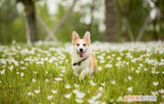 如何改掉柯基幼犬张嘴咬人，如何改掉柯基幼犬张嘴咬人的毛病