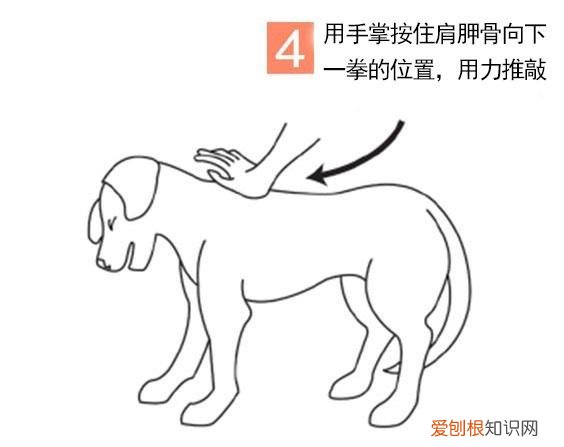 狗狗误食老鼠药怎么办没有宠物医院怎么办 狗狗误食老鼠药怎么办