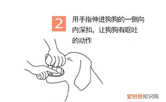 狗狗误食老鼠药怎么办没有宠物医院怎么办 狗狗误食老鼠药怎么办
