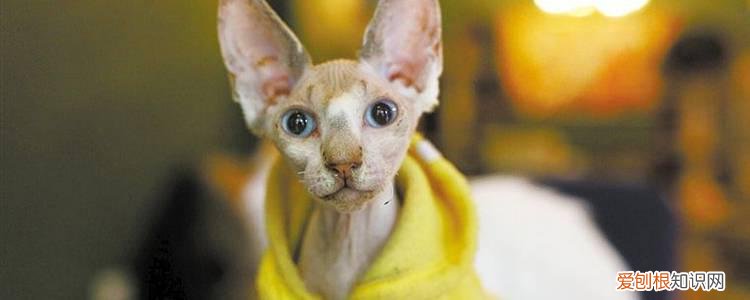 如何判断母猫分娩结束,怎么判断母猫生完了没有,怎么母猫有没有生完