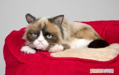 三花猫容易长胖吗 三花猫比较容易长胖