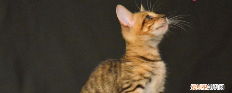 猫猫怀孕有什么明显能看得出来的,猫咪怀孕初期症状,猫咪怀孕怎么看出来
