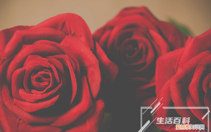 婚礼吊兰怎么扦插方法 婚礼吊兰的扦插方法