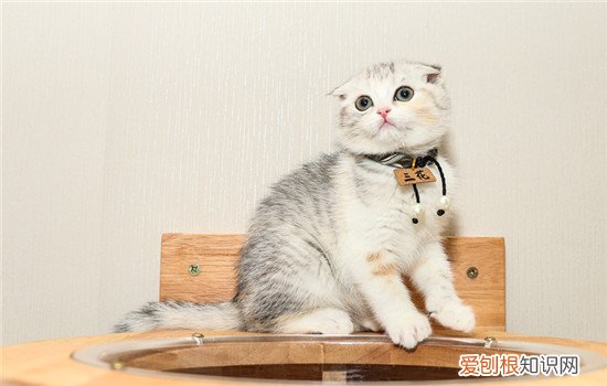 幼猫着凉拉稀怎么办 幼猫着凉拉稀的解决办法