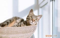 狸花猫生病了怎么办 狸花猫生病了处理办法