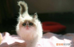 布偶猫几个月会发情，布偶猫几个月会发情