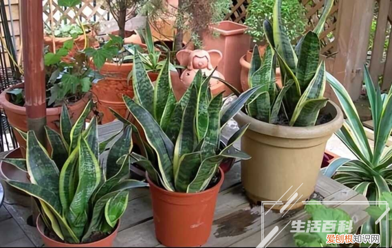 多肉饺子皮怎么养殖方法 多肉饺子皮怎么养殖的