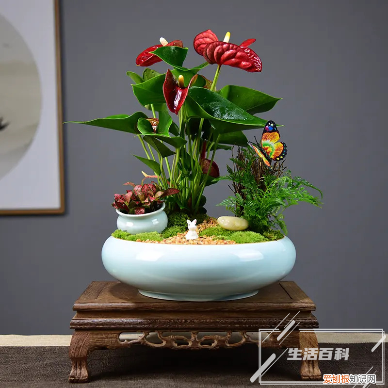 多肉的正确养殖方法 多肉浇水的正确方法图片