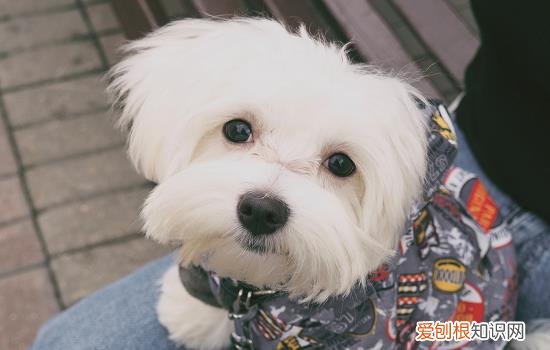 京巴 性格 京巴狗的性格