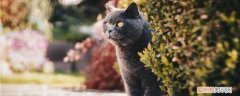 英国短毛猫发情期在几月份,英国短毛猫发情时间,英国蓝猫几月份发情