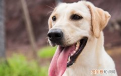 拉布拉多幼犬越打越凶，拉布拉多幼犬越打越凶吗