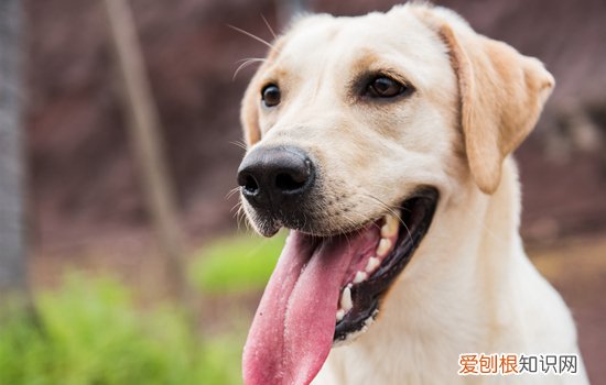 拉布拉多幼犬越打越凶，拉布拉多幼犬越打越凶吗