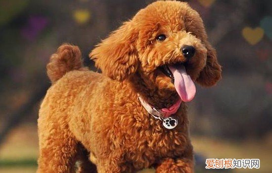 四个月泰迪吃什么补充营养 四个月泰迪吃什么辅食