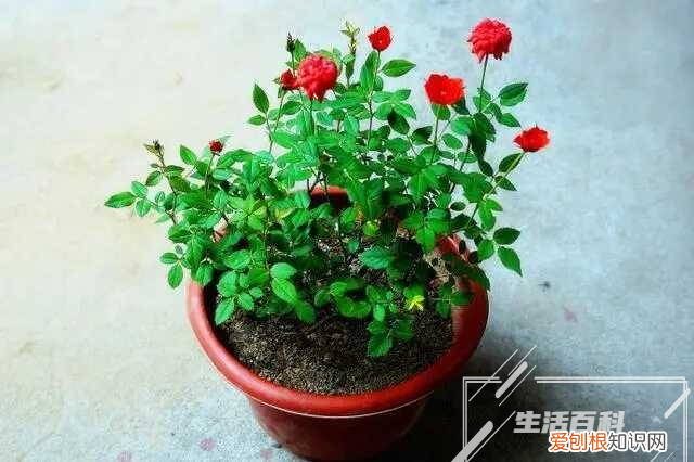 黄莺花适合养在房间吗 黄莺花可以放室内吗