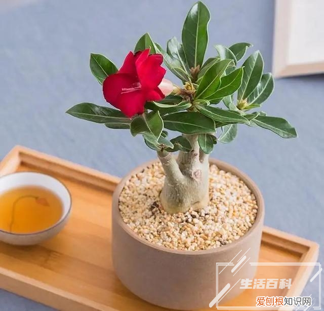 香雪兰几月份发芽出土 香雪兰几月份发芽开花