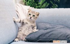 猫咪几个月开始养适合 猫咪3个月开始养适合