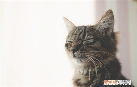 猫感觉困了有什么表现 猫感觉困了的表现