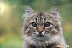 为什么要给猫做绝育手术,为什么一定要给猫做绝育,为什么猫要做绝育