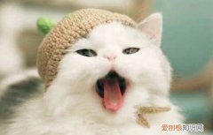 猫做完绝育手术后多久可以吃东西,猫做完绝育手术多久不用带伊丽莎白圈，猫做完绝育手术后