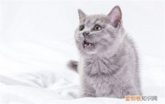 公猫什么时候做绝育 公猫的绝育时间