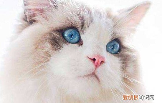 什么时候给猫做绝育,母猫什么时候做绝育手术比较好,猫什么时候做绝育比较好
