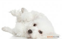 比熊几个月换牙犬齿 比熊几个月换牙注意事项