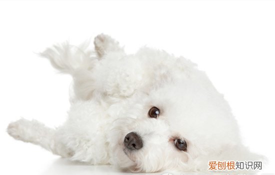 比熊几个月换牙犬齿 比熊几个月换牙注意事项