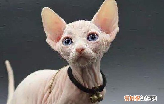 母猫产后抽搐，母猫产后肚子抽搐，猫产后低血钙抽搐，母猫生产完肚子抽搐