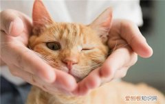 猫咪为什么咬主人手指 猫咪咬主人手指的原因