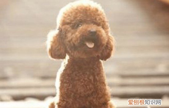 一个多月泰迪喂什么 一个月的泰迪怎么喂