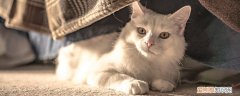 冬天猫身上有静电,猫咪冬天有静电,猫身上有静电，猫咪冬天身上很多静电